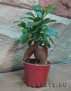 Фикус мокрокарпа (Ficus microcarpa) в стиле бонсай