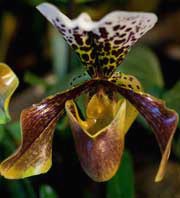 Страсть к орхидеям