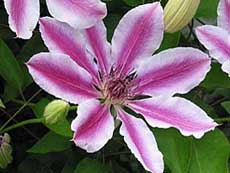 Clematis Patens 'Nelly Moser'
