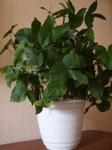 Удобрения и подкормки: растение филодендрон Удобрения и подкормки: растение филодендрон