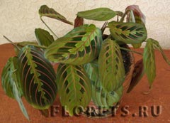 Размножение делением кустов: маранта Размножение делением кустов: маранта