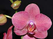 Виды орхидей: фаленопсис