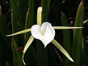 Виды орхидеи: брассавола