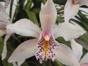 Виды орхидеи: Cymbidium insigne