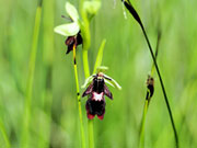 Офрис мухоносная