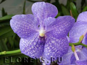 Виды орхидеи: Vanda Tokyo Blue