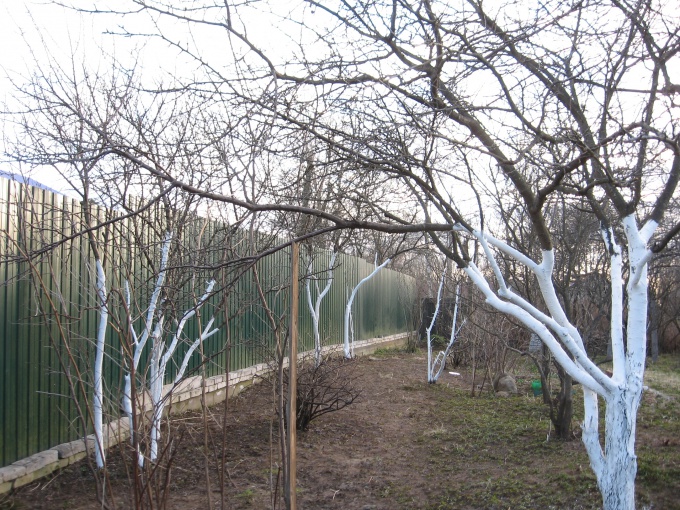 Деревья после побелки