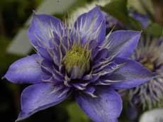 Clematis 'Multi Blue' ('Мульти Блю') 