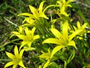 Желтый подснежник (гусинный лук)