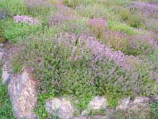 Почвопокровные (тимьян)