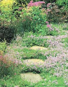 Почвопокровные растения