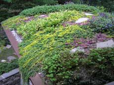 Зеленая лужайка из почвопокровных