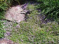 Тимьян ползучий