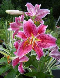 The Oriental Hybrids - Lilium 'Stargazer'