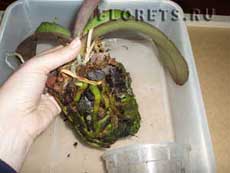 Обращение с корнями при пересадке орхидеи