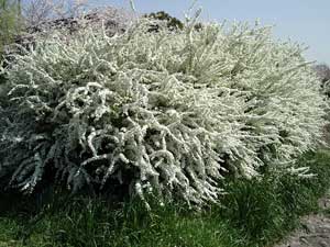 Спирея Тунберга - кустарники в дизайне сада