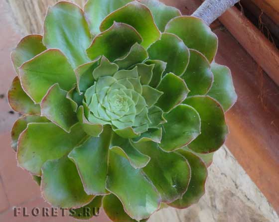 Фото: эоним