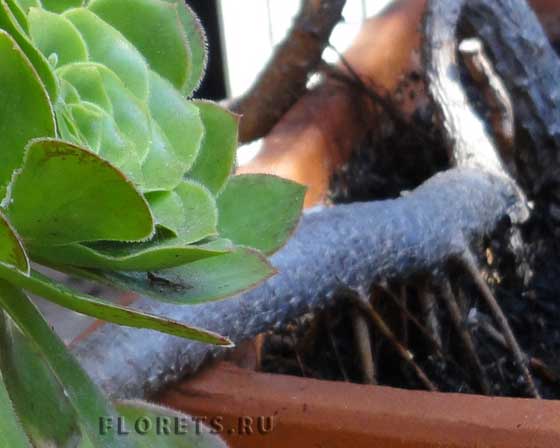 Фото эониума