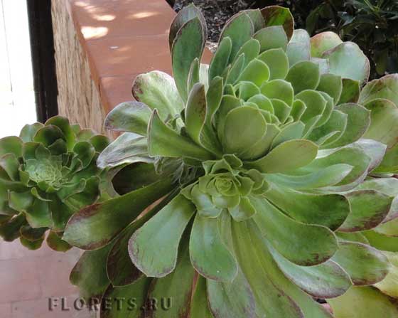 Фотографии эониума