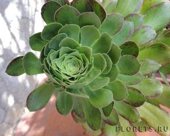 Эониум - живущий вечно