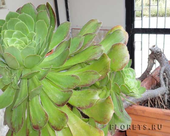 Растение эониум