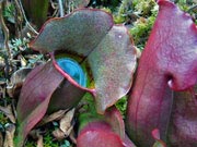 Болотные растения хищники Болотные растения хищники