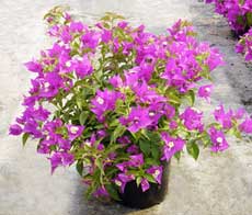 Bougainvillea glabra 'Sanderiana'