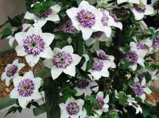 Clematis florida var. sieboldiana ('Sieboldii') 