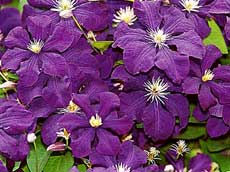 Clematis Jackmanii