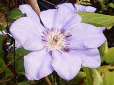 Clematis 'William Kennett' 