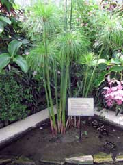 Растение папируса (Cyperus papyrus) - Королевские ботанические сады в Кью