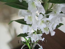 Dendrobium nobile