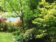 Быстрорастущие деревья и кустарники