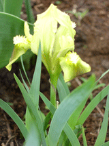 Легенда об ирисе