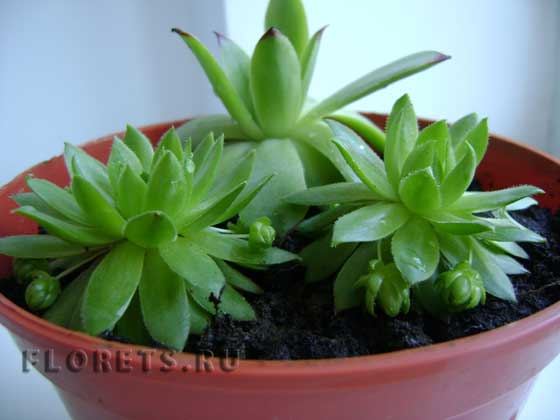 Фото эхеверии