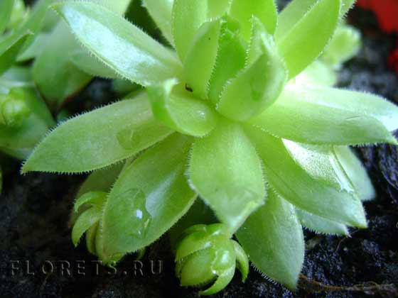 Фотографии эхеверии