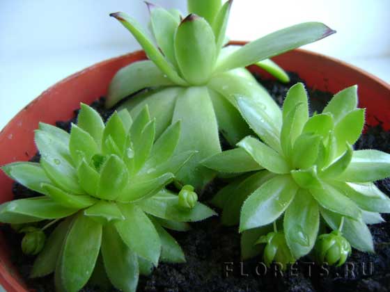Фото: эхеверия