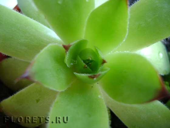 Эхеверия или каменная роза