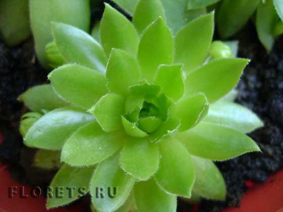 Фото: каменный цветок эхеверии