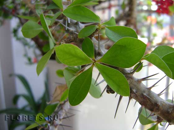 Фотографии молочая миля