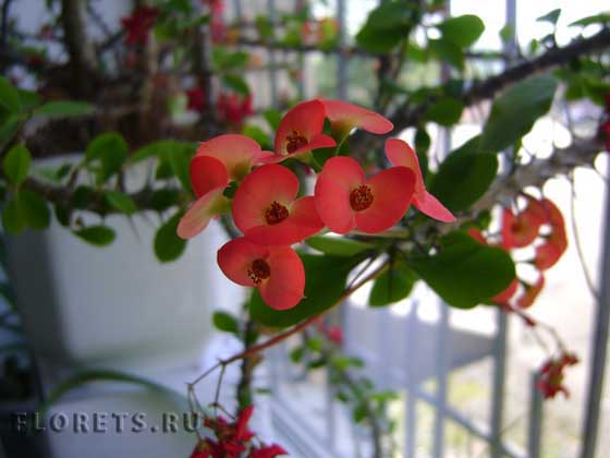 Молочай миля или терновый венец