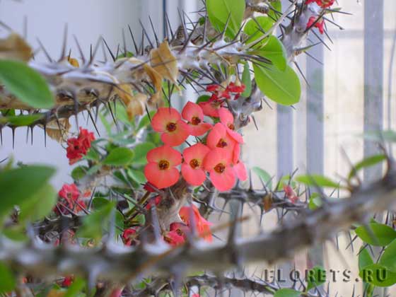 Фото молочая