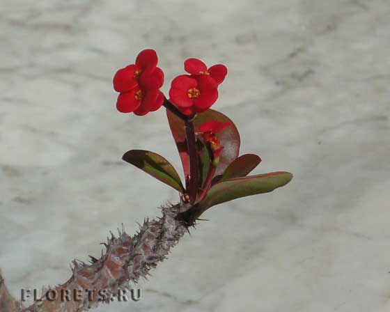 Молочай  Миля