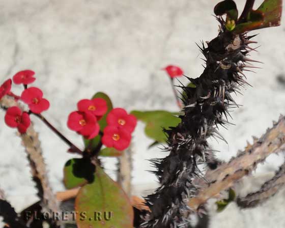 Фото: молочай миля