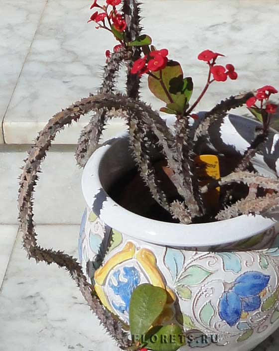 Фото: молочай