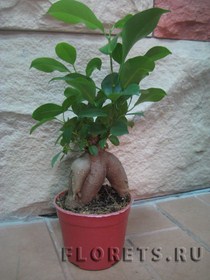 Фикус-бонсай