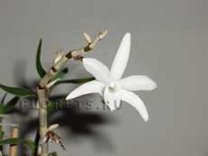 Дендробиум монилиформе (Dendrobium moniliforme Sw.)