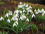 Подснежники-первоцветы