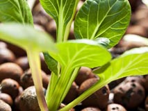 Метод выращивания растений без почвы