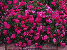 Почвопокровные розы